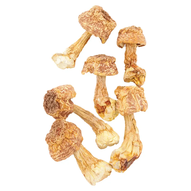 HAWLIK Agaricus subrufescens getrocknet - 100 g